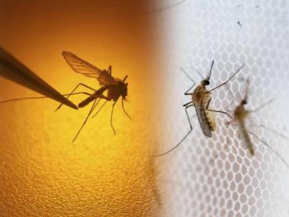 34 people were killed by mosquitoes | डासांनी घेतले ३४ जणांचे बळी