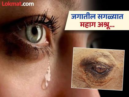 Amazing! One drop of camel tear can neutralize 26 snake venoms | जगातील सगळ्यात महागडे अश्रू, जे मनुष्यांना देतील जीवनदान अन् सापांसाठी ठरतील कर्दनकाळ Amazing! One drop of camel tear can neutralize 26 snake venoms | जगातील सगळ्यात महागडे अश्रू, जे मनुष्यांना देतील जीवनदान अन् सापांसाठी ठरतील कर्दनकाळ