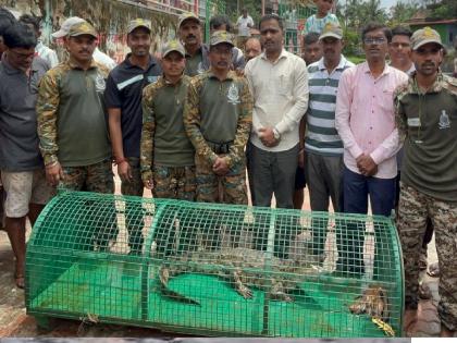 The rapid action team of the forest department succeeded in capturing a crocodile from Moti Lake in Sawantwadi | Sindhudurg: अखेर मोती तलावातील मगर जेरबंद, पाच दिवसांच्या अथक प्रयत्नानंतर यश The rapid action team of the forest department succeeded in capturing a crocodile from Moti Lake in Sawantwadi | Sindhudurg: अखेर मोती तलावातील मगर जेरबंद, पाच दिवसांच्या अथक प्रयत्नानंतर यश