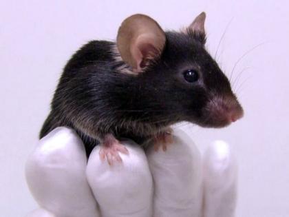 Black rats spread across the globe from India only, the professor found out from the research | काळे उंदीर भारतातूनच जगभरात पसरले, प्राध्यापकाला संशोधनातून दिसले  