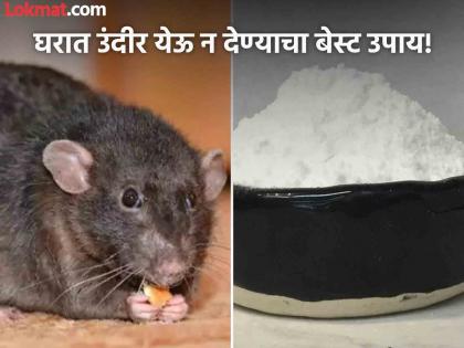 How to use alum powder to get rid of rats or mouse from house | केवळ १० रूपयांच्या 'या' पावडरने बाहेर पळवा घरातील उंदीर, कधीच येणार नाही परत!