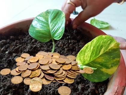 Vastu Shastra: Taking 'this' precaution while planting money plant will bring immense benefits; Read all the rules! | Vastu Shastra: मनी प्लांट लावताना 'ही' खबरदारी घेतली तर होईल भरमसाठ लाभ; वाचा सगळे नियम!