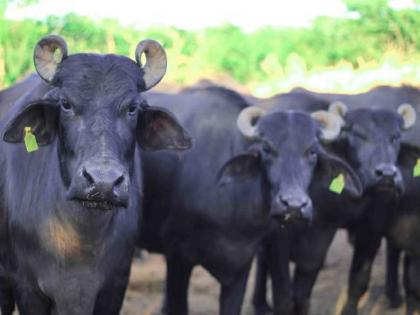 MP Crime Your buffaloes come to graze in our fields; farmer attacks 12 buffaloes with axe | अमानवीय! तुमच्या म्हशी आमच्या शेतात चरायला येतात; शेतकऱ्याचा १२ म्हशींवर कुऱ्हाडीने वार...