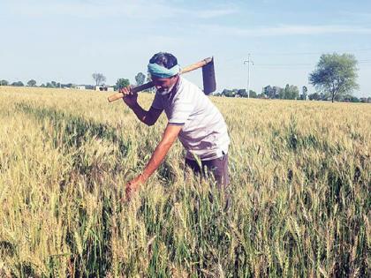 Vidarbha farmers top in state level rabbi crop competition | राज्यस्तरीय रब्बी पिकस्पर्धेत विदर्भातील शेतकरी अव्वल