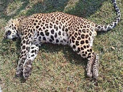 Leopard killed in collision with speeding vehicle; Incident at Jambli Sadak on National Highway | भरधाव वाहनाच्या धडकेत बिबट्या ठार; राष्ट्रीय महामार्गावरील जांभळी सडक येथील घटना