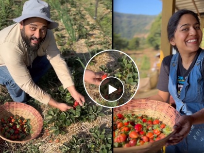 marathi actress mrunmayee deshpande shared video of harvesting strawberry of her own farm | मृण्मयी देशपांडेचा स्ट्रॉबेरीचा मळा पाहिलात का? अभिनेत्रीने शेअर केला शेतातील व्हिडिओ
