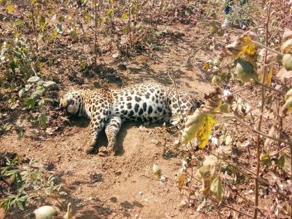 Leopard found dead in cotton field of pipri shivar of kanhan, cause of death unclear | कपाशीच्या शेतात बिबट्या मृतावस्थेत आढळला, मृत्यूचे कारण अस्पष्ट