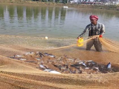 Perscene nets that destroy fisheries, led orders to stop fishing | ‘ससून’मध्ये पर्ससीनला मोकळे रान, ९० टक्के ट्रॉलर्सकडून बंदी धाब्यावर