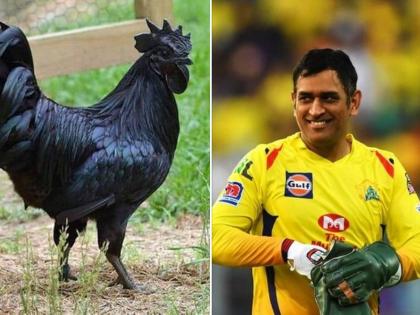 MS Dhoni ordered 2000 chicks of the Kadaknath breed for his farmhouse in Ranchi. It will benefit the Tribal people of Jhabua in earning money | MS Dhoni Kadaknath chicks : IPL 2022 सुरू असाताना महेंद्रसिंग धोनीनं दिली २००० 'कडकनाथ' कोंबड्यांची ऑर्डर; जाणून घ्या कारण