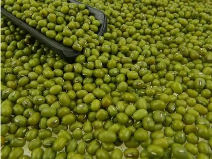 Increase in the price of mung bean by 5 thousand; 12 thousand rupees per quintal | मुगाच्या भावात ५ हजारांनी वाढ; १२ हजार रुपये प्रतिक्विंटल मिळतोय दर