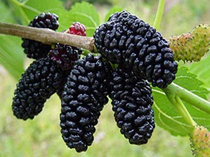 benefits of mulberry | इवलंस दिसणार 'हे' फळ पण फायदे फारच मोठे; किडनी, फुफ्फुस आणि त्वचाविकारांवर रामबाण