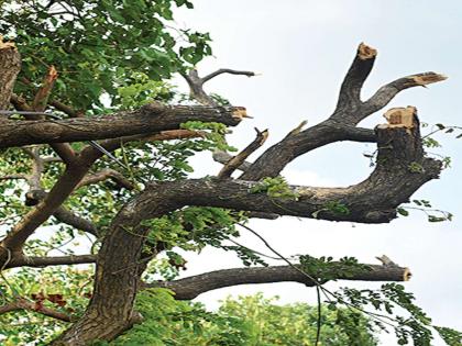 Even though the monsoon comes in the mouth, still the tree pruning continues | पावसाळा तोंडावर आला, तरी अजूनही वृक्ष छाटणी सुरूच