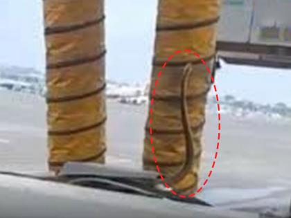 in mumbai snake climbs on car in airport parking lot the video of the confusion of passengers went viral | विमानतळ पार्किंगमध्ये साप चढला कारवर; प्रवाशांच्या गोंधळाचा व्हिडीओ व्हायरल