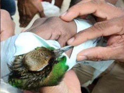 Smuggling of seven birds caught at Mumbai airport, operation of Air Intelligence Unit | मुंबई विमानतळावर पकडली सात पक्ष्यांची तस्करी, एअर इंटेलिजन्स युनिटची कारवाई