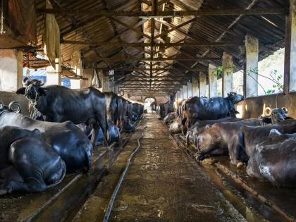 in mumbai soon notices to cowsheds from municipal corporation speed up the move to relocate out of mumbai  | महापालिकेकडून गोठ्यांना लवकरच नोटिसा; मुंबई बाहेर स्थलांतरित करण्याच्या हालचालींना वेग 