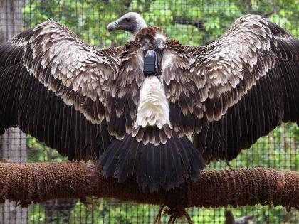 'Third eye' will watch over vultures;  ten vultures with GPS tags | गिधाडांवर नजर ठेवणार ‘तिसरा डोळा’; जीपीएस टॅग लावलेली दहा गिधाडे घेणार भरारी