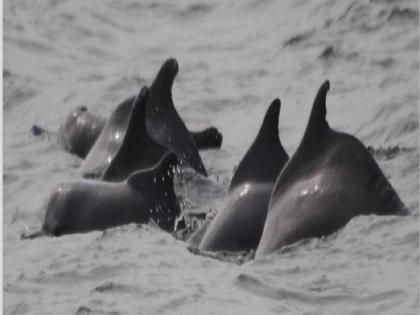 Behavior of humpback dolphins in the Arabian Sea | अरबी समुद्रात हंपबॅक डॉल्फिनचा वावर