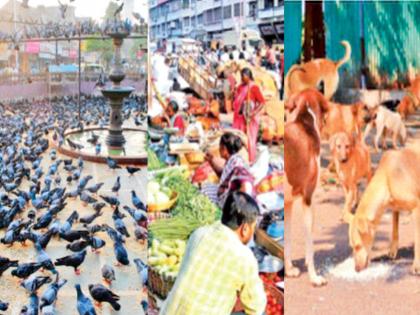 जाहीरनाम्यात मुंबईकरांसाठी काय? मराठीचा मुद्दा महत्त्वाचा : कबुतरखाने, भटके कुत्रे, वृक्षतोड आणि हवा प्रदूषणाचा प्रश्न केंद्रस्थानी - Marathi News | What is in the manifesto for Mumbaikars? The issue of Marathi is important: Pigeon houses, stray dogs, tree cutting and air pollution are at the center | Latest News at Lokmat.com