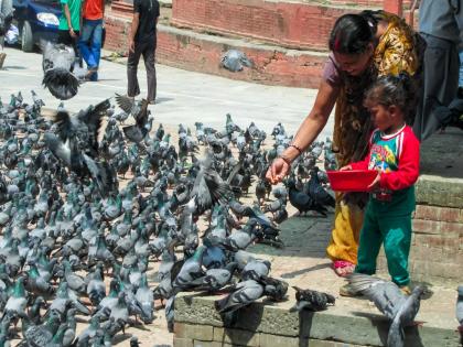 High Court's ban on putting grains in pigeon houses remains in force, High Court refuses to remove it | कबुतरखान्यात दाणे टाकण्यावर हायकोर्टाची बंदी कायम, हटविण्यास उच्च न्यायालयाचा नकार