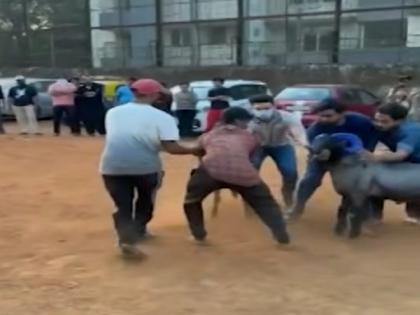 एक लाखाच्या बक्षिसासाठी मेंढ्यांच्या झुंजी - Marathi News | Three Charged in Mumbai for Cruelty During Illegal Sheep Fighting | Latest News at Lokmat.com एक लाखाच्या बक्षिसासाठी मेंढ्यांच्या झुंजी - Marathi News | Three Charged in Mumbai for Cruelty During Illegal Sheep Fighting | Latest News at Lokmat.com