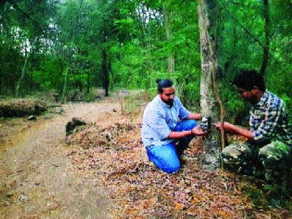 Camera Trapping, Streets of 12 Cameras Trapped | बिबट्यांना अडविणार ‘कॅमेरा ट्रॅपिंग’, जंगलबाह्य ठिकाणी १२ कॅमेऱ्यांचे ट्रॅपिंग Camera Trapping, Streets of 12 Cameras Trapped | बिबट्यांना अडविणार ‘कॅमेरा ट्रॅपिंग’, जंगलबाह्य ठिकाणी १२ कॅमेऱ्यांचे ट्रॅपिंग