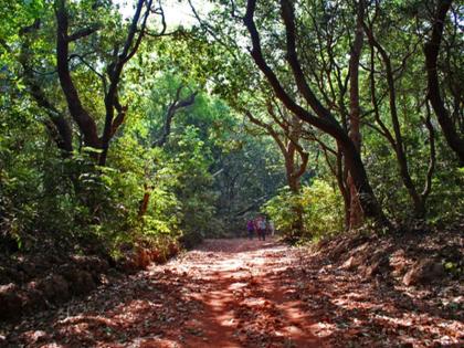 Youth Day Special: A young man from Mumbai has been involved in cleanliness, protection of trees, environment conservation | युवा दिन विशेष : स्वच्छता, झाडांचे संरक्षण, पर्यावरण संवर्धनासाठी मुंबईतील युवक सरसावले