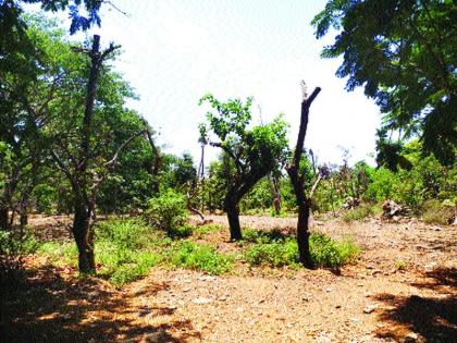 Dried plants covered with metro | मेट्रोने लावली सुकलेली झाडे