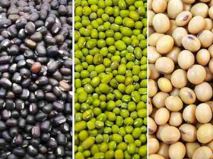 Zero purchase of udad, moong, soybeans at guaranteed price center last season | गत हंगामात उडीद, मूग, सोयाबीनची हमीभाव केंद्रावर शून्य खरेदी