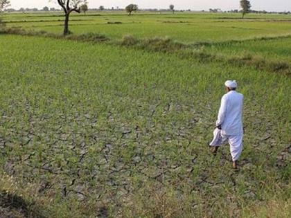 In Akola district, green gram and urad crop not sowing; Farmers worried! | अकोला जिल्ह्यात यंदाही बुडाले मूग, उडदाचे पीक; शेतकरी चिंतेत!