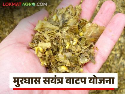 Latest News Changes in Murghas Plant Distribution Scheme, now including farmer groups, read eligibility and conditions | मुरघास संयंत्र वाटप योजनेत बदल, आता शेतकरी समूहगटांचा समावेश, वाचा पात्रता आणि अटी Latest News Changes in Murghas Plant Distribution Scheme, now including farmer groups, read eligibility and conditions | मुरघास संयंत्र वाटप योजनेत बदल, आता शेतकरी समूहगटांचा समावेश, वाचा पात्रता आणि अटी