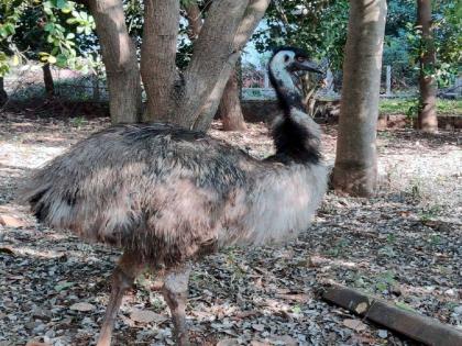 Emus donated by owners were deposited at Freedom Farm by Page | मालकांनी साेडून दिलेल्या इमूला पाॅजने केले फ्रीडम फार्ममध्ये जमा