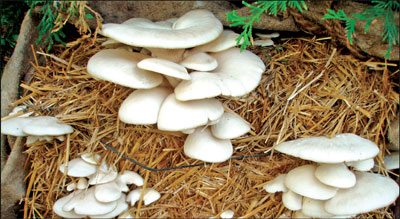 Guidance on Mushroom Production from 'Whats aap Group' | ‘व्हॉटसअ‍ॅप ग्रुप’वरुन मशरुम उत्पादनाबाबत मार्गदर्शन