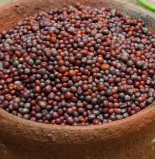 मोहरीचं तेलच नाही तर मोहरीची त्वचा आणि केसांसाठी वरदान, मोहरी ‘अशी’ चेहऱ्याला लावा-पाहा चमक