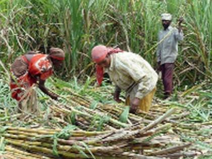  Break 1m ton of sugarcane for crushing | गाळपसाठी एक लाख टन ऊस तोड