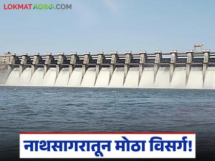 latest news Jayakwadi Dam Water Release: Large discharge from Nathsagar; Shahgad Dam likely to go under water for the fifth time! | Jayakwadi Dam Water Release : नाथसागरातून मोठा विसर्ग; पाचव्यांदा शहागड बंधारा पाण्याखाली जाण्याची शक्यता! latest news Jayakwadi Dam Water Release: Large discharge from Nathsagar; Shahgad Dam likely to go under water for the fifth time! | Jayakwadi Dam Water Release : नाथसागरातून मोठा विसर्ग; पाचव्यांदा शहागड बंधारा पाण्याखाली जाण्याची शक्यता!