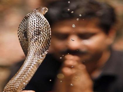 Have faith, not superstition; Do not feed milk to 'snake', turmeric-saffron may cause death of the snake | श्रद्धा असूद्या, अंधश्रद्धा नको; ‘नागोबाला’दुध पाजू नका, हळदी-कुंकूवाने सापाचा होऊ शकतो मृत्यू