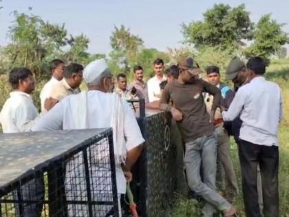 leopard trapped in a cage in Rahuri was rescued by its colleagues | संशयकल्लोळ : तुरूंगातून कैदी पळाले, तसा बिबट्याही पिंजऱ्यातून पळाला leopard trapped in a cage in Rahuri was rescued by its colleagues | संशयकल्लोळ : तुरूंगातून कैदी पळाले, तसा बिबट्याही पिंजऱ्यातून पळाला