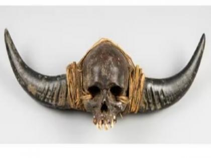 britain-auction-house-withdraws-auction-of-horned-naga-human-skull | 'नागा कवटीचा' लाखोंमध्ये होणारा लिलाव रद्द; भारताच्या विरोधानंतर ब्रिटनने उचलले पाऊल