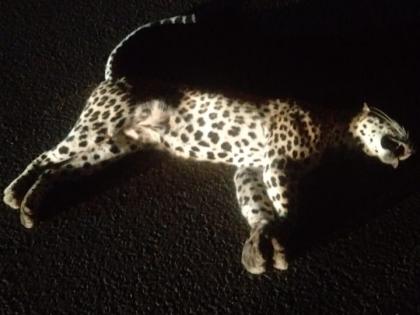 leopard died on the spot after being hit by an unknown vehicle | अज्ञात वाहनाच्या धडकेत बिबट जागीच ठार