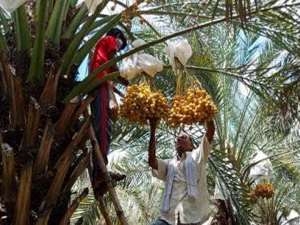 The first experiment of date farming in Maharashtra, Baliraja earned Rs 8 lakh in 2 acres | महाराष्ट्रात 'खजूर शेती'चा पहिलाच प्रयोग, बळीराजानं 2 एकरात कमावले 8 लाख