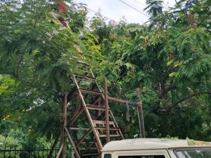 Starting to remove the branches that come on the power lines | वीज तारांवर आलेल्या फांद्या हटवण्यास सुरूवात 