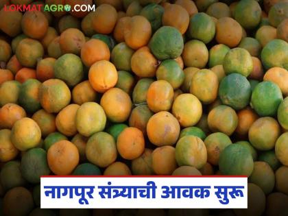 पुणे बाजार समितीत नागपूर संत्र्याच्या ७०० पेट्यांची आवक; वाचा कसा मिळतोय दर?