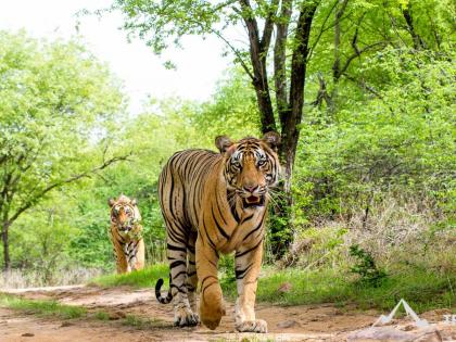 36,000 tourists visit Nagzira Tiger Reserve in three months Citizens tired of cement and concrete forests are now turning to forest tourism | तीन महिन्यांत ३६ हजार पर्यटकांकडून नागझिरा व्याघ्र प्रकल्पाची सफारी; सिमेंट काँक्रीटच्या जंगलाला कंटाळलेल्या नागरिकांचा आता वन पर्यटनाकडे वाढता कल 36,000 tourists visit Nagzira Tiger Reserve in three months Citizens tired of cement and concrete forests are now turning to forest tourism | तीन महिन्यांत ३६ हजार पर्यटकांकडून नागझिरा व्याघ्र प्रकल्पाची सफारी; सिमेंट काँक्रीटच्या जंगलाला कंटाळलेल्या नागरिकांचा आता वन पर्यटनाकडे वाढता कल