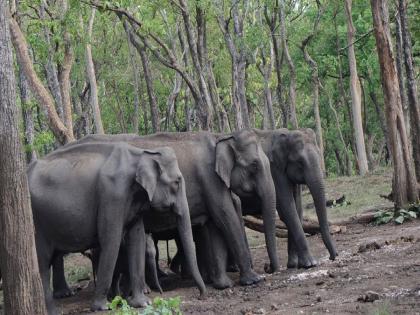 A herd of wild elephants reached in Nagzira Sanctuary Traveling from Chhattisgarh to Gadchiroli to Gondia | नागझिरा अभयारण्यात पाेहाेचला जंगली हत्तींचा समूह; छत्तीसगडमधून गडचिरोली ते गोंदियाचा प्रवास