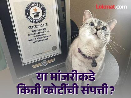 'This' is the richest cat in the world; You will get dizzy hearing wealth | 'ही' आहे जगातील सर्वात श्रीमंत मांजर; संपत्ती ऐकून चक्रावून जाल