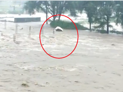 Thrilling! The jeep was swept away in the river flood; A passenger climbed a tree and saved a life | Video : थरारक ! नदीच्या पुरात जीप वाहून गेली; एका प्रवाशाने झाडावर चढून वाचवला जीव