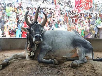 nandi bull with three horns and three eyes passed away in chhatarpur, madhya pradesh | तीन शिंगे, तीन डोळे असलेल्या नंदी बैलाचे निधन; मंदिराच्या आवारातच अंत्यसंस्कार