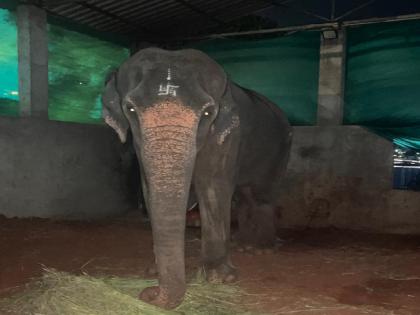 Supreme Court rejects Nandani Math petition, upholds decision to send Mahadevi Hattini to Gujarat | Kolhapur: नांदणी मठाची याचिका सर्वोच्च न्यायालयाने फेटाळली, महादेवी हत्तीणीला गुजरातला पाठवण्याचा निर्णय कायम