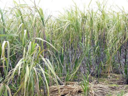 25 lakh tonnes of sugarcane bagasse in Nandurbar district; | नंदुरबार जिल्ह्यात २५ लाख टन उसाचे गाळप; आठवड्याभरात हंगामाची सांगता होणार