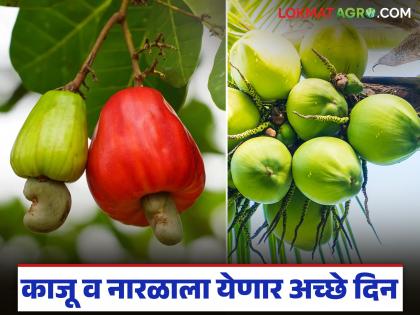 Good news for cashew and coconut farmers; Big provision for this crops in the Union Budget | काजू व नारळ बागायतदरांसाठी खुशखबर; केंद्रीय अर्थसंकल्पात या पिकांसाठी मोठी तरतूद Good news for cashew and coconut farmers; Big provision for this crops in the Union Budget | काजू व नारळ बागायतदरांसाठी खुशखबर; केंद्रीय अर्थसंकल्पात या पिकांसाठी मोठी तरतूद
